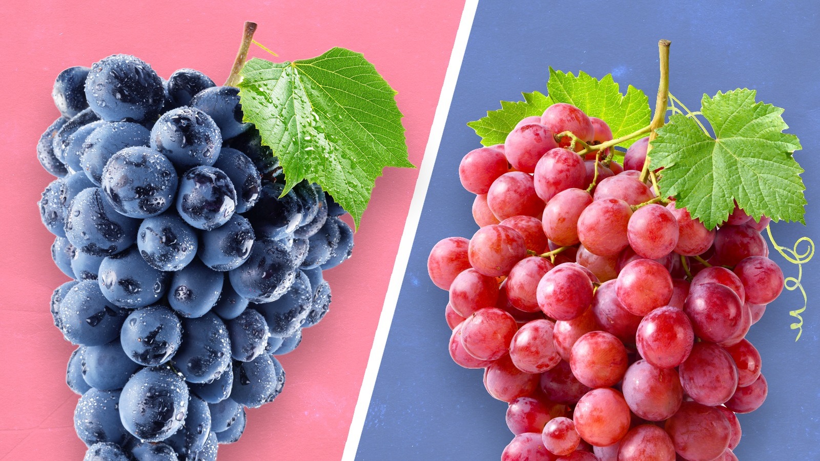 Concord vs Crimson Seedless Grapes：違いはありますか？