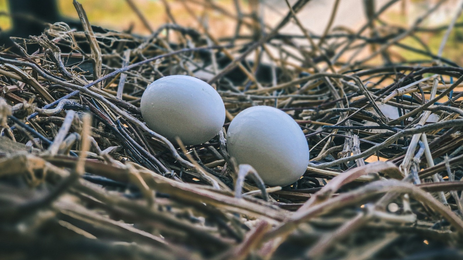 鳩の卵は食用ですが、あまり一般的ではない理由は次のとおりです